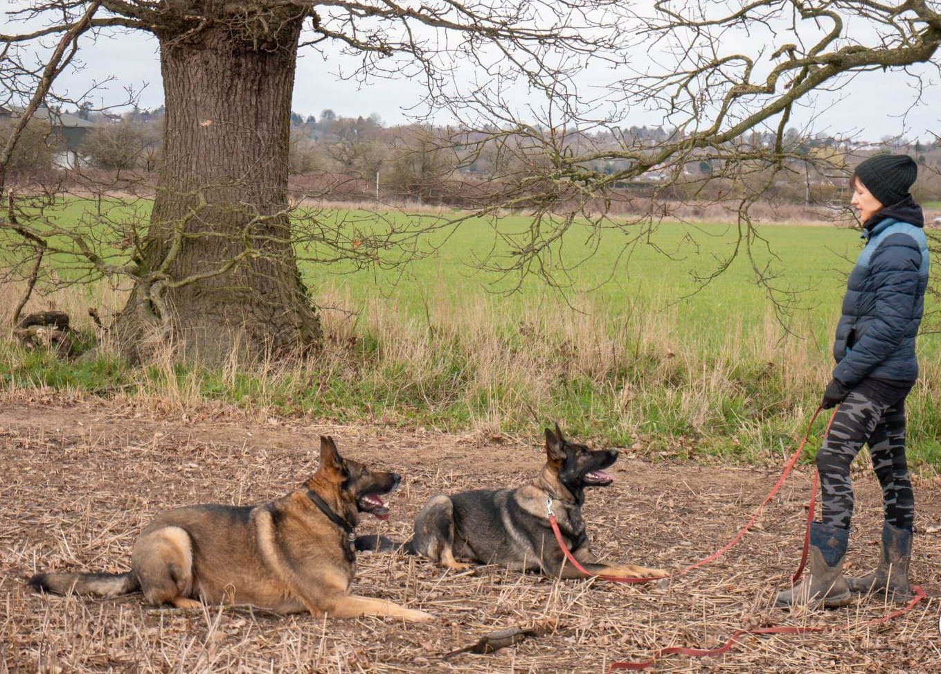 Kristine working with two German Shepherds in a field